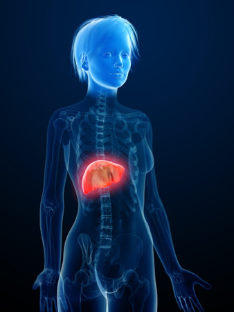 3d rendered medically accurate illustration of an inflamed liverの写真素材