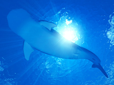 3d rendered illustration of a whale sharkの写真素材