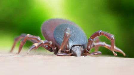 3d rendered illustration of a tick bitingの写真素材