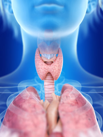 3d rendered medically accurate illustration of a womans thyroid gland