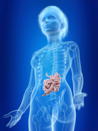 3d rendered medically accurate illustration of a womans small intestineの写真素材