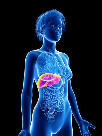 3d rendered medically accurate illustration of a womansの写真素材