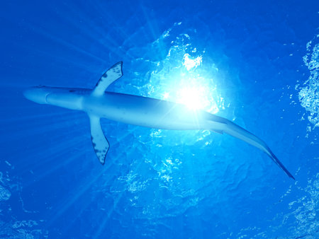 3d rendered illustration of a sharkの写真素材
