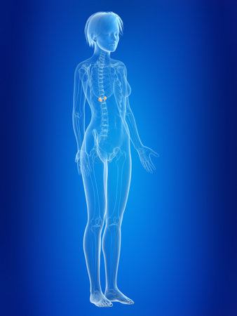3d rendered medically accurate illustration of a females adrenal glandsの写真素材
