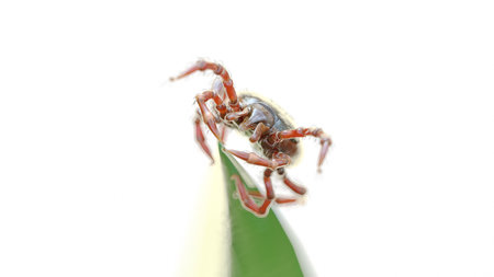 3d rendered illustration of a tick waiting on a grass blade