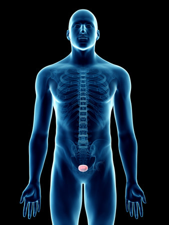 3d rendered medically accurate illustration of a mans bladder