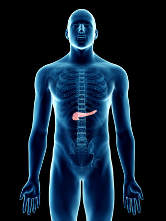 3d rendered medically accurate illustration of a mans pancreasの写真素材