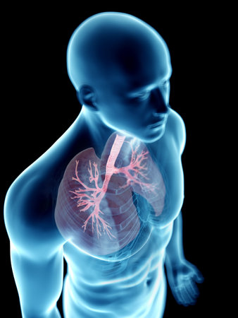 3d rendered medically accurate illustration of a mans bronchiの写真素材