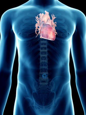 3d rendered medically accurate illustration of a mans heartの写真素材