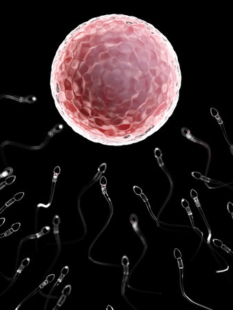 3d rendered medically accurate illustration of sperms fertilizing a human egg