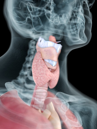 3d rendered medically accurate illustration of a mans throat anatomyの写真素材