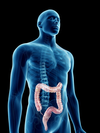 3d rendered medically accurate illustration of a mans colon