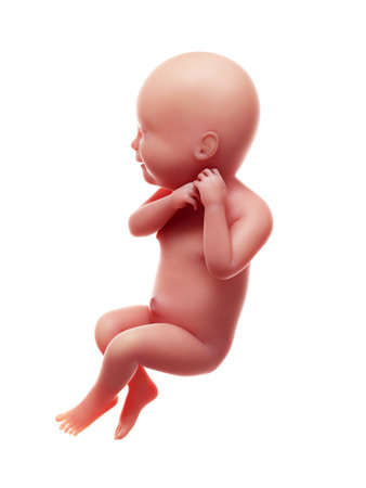 3d rendered medically accurate illustration of a human fetus, week 40の写真素材