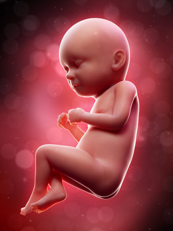 3d rendered medically accurate illustration of a human fetus - week 37の写真素材