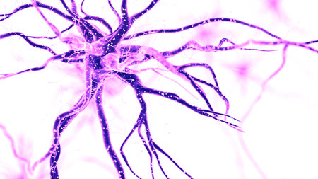 3d rendered medically accurate illustration of a human nerve cell on white background