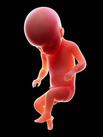 3d rendered medically accurate illustration of a human fetus, week 22の写真素材