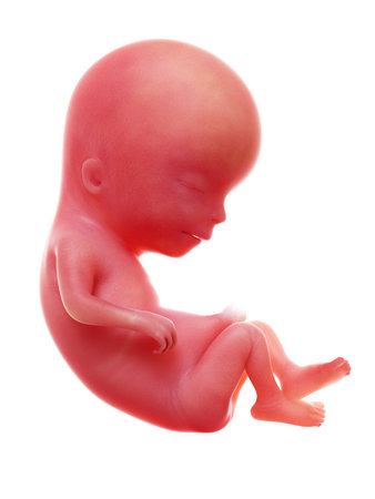 3d rendered medically accurate illustration of a human fetus, week 13の写真素材