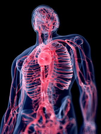 3d rendered medically accurate illustration of the human vascular systemの写真素材