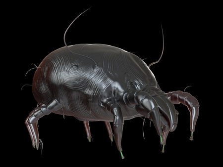 3d rendered medically accurate illustration of a dust miteの写真素材