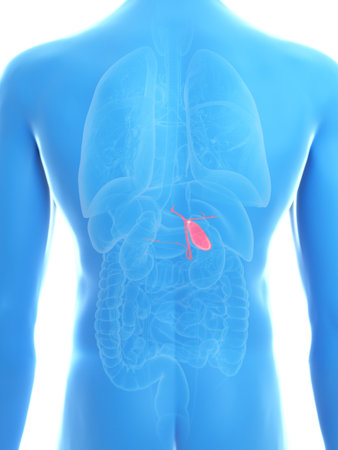 3d rendered medically accurate illustration of a mans gallbladderの写真素材