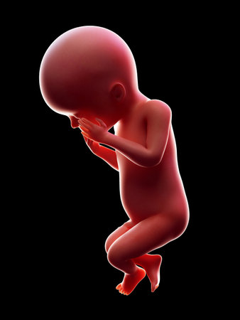 3d rendered medically accurate illustration of a human fetus, week 23の写真素材