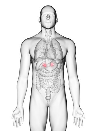 3d rendered medically accurate illustration of a mans adrenal glandsの写真素材