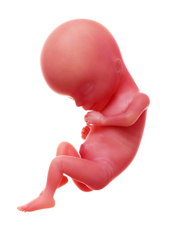 3d rendered medically accurate illustration of a human fetus, week 15の写真素材