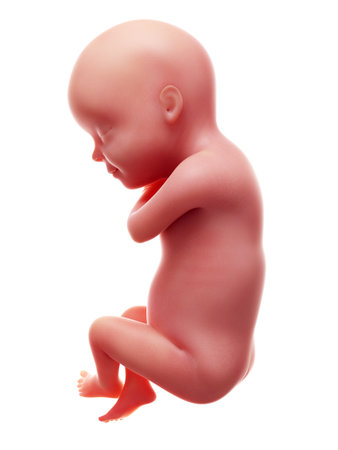 3d rendered medically accurate illustration of a human fetus, week 30の写真素材