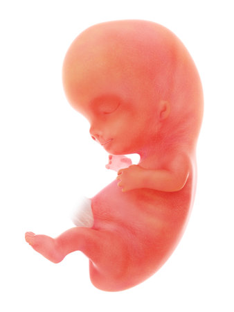 3d rendered medically accurate illustration of a human fetus, week 9の写真素材