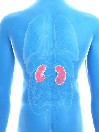 3d rendered medically accurate illustration of a mans kidneys