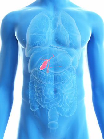 3d rendered medically accurate illustration of a mans gallbladder