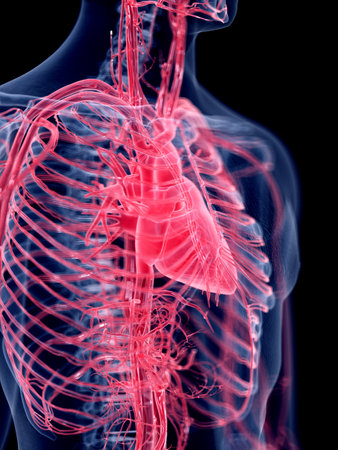 3d rendered medically accurate illustration of the human heartの写真素材