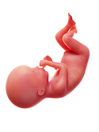 3d rendered medically accurate illustration of a human fetus, week 20の写真素材