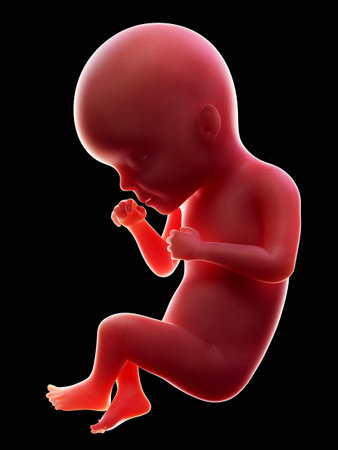 3d rendered medically accurate illustration of a human fetus, week 27の写真素材