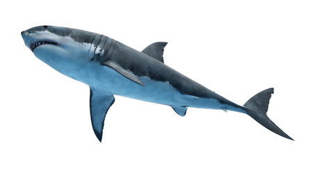 3d rendered illustration of a great white sharkの写真素材