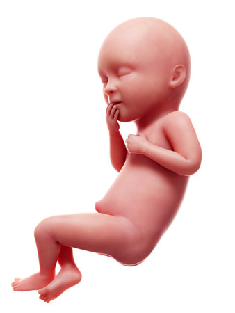 3d rendered medically accurate illustration of a human fetus, week 36の写真素材