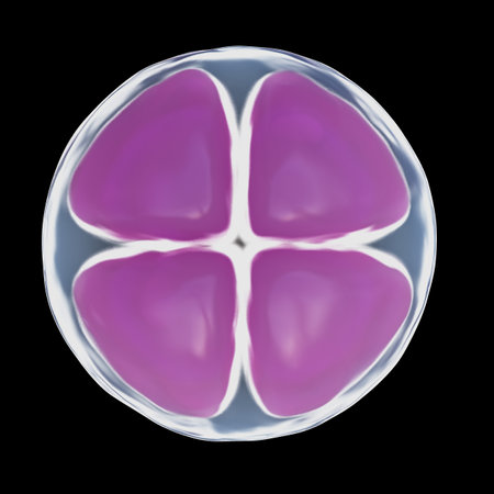 3d rendered illustration of a 4 cell egg