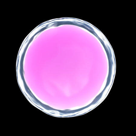3d rendered illustration of a human egg cellの写真素材