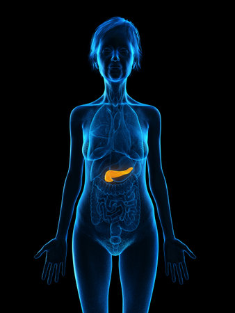 3d rendered medically accurate illustration of an elder females pancreasの写真素材