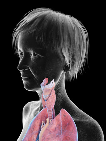 3d rendered medically accurate illustration of an elder females throat anatomy