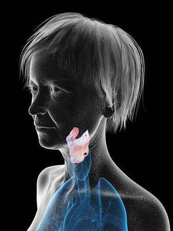 3d rendered medically accurate illustration of an elder females larynx