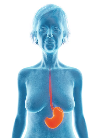 3d rendered medically accurate illustration of an elder females stomachの写真素材