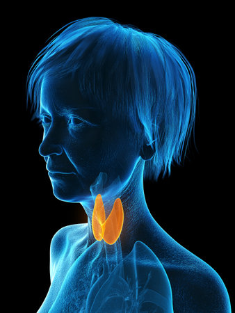 3d rendered medically accurate illustration of an elder females thyroid