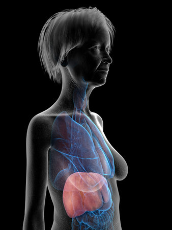3d rendered medically accurate illustration of an elder females liverの写真素材