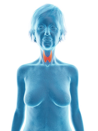 3d rendered medically accurate illustration of an elder females thyroid glandの写真素材