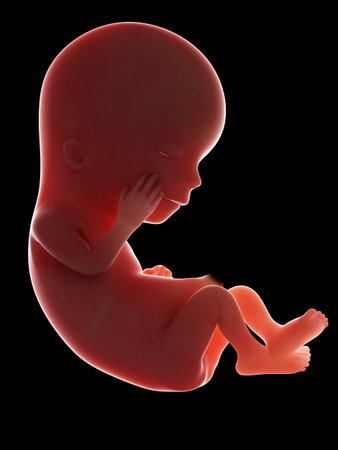 3d rendered medically accurate illustration of a fetus - week 12の写真素材
