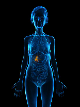 3d rendered medically accurate illustration of an elder females gallbladderの写真素材