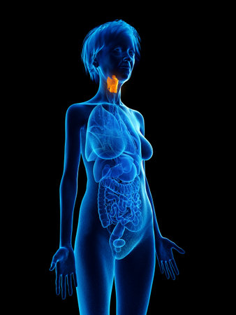 3d rendered medically accurate illustration of an elder females larynxの写真素材