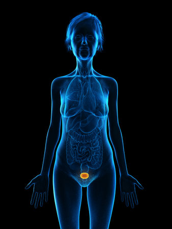 3d rendered medically accurate illustration of an elder females bladderの写真素材