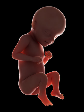 3d rendered medically accurate illustration of a fetus - week 29の写真素材